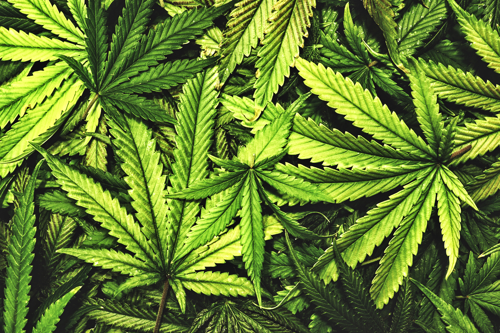 situacion de legalidad del cannabis y cbd en españa